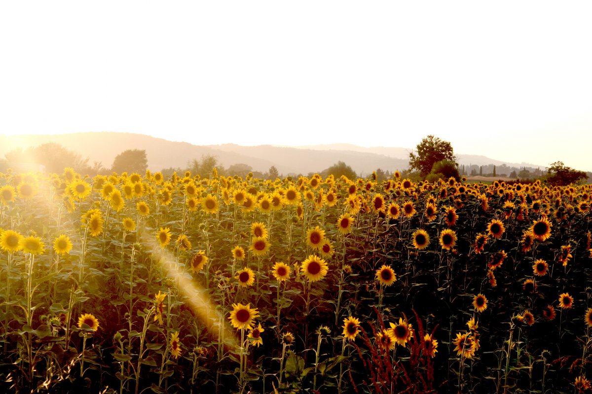 Pasión por los productos de trufa en Umbria, Italia — Delicious & Sons