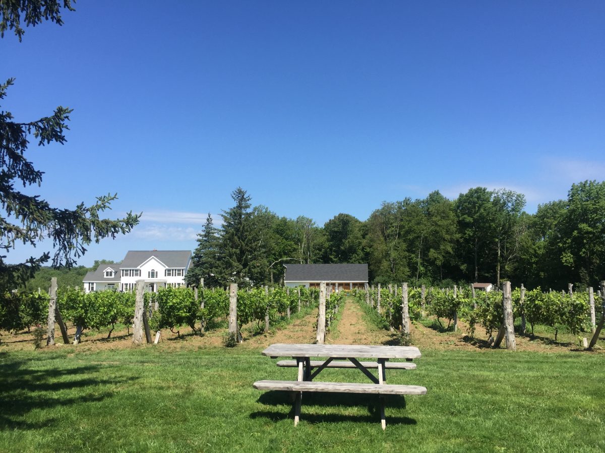 Escapando de la gran ciudad: Goshen Farmers’ Market en Miranda Vineyard — Delicious & Sons