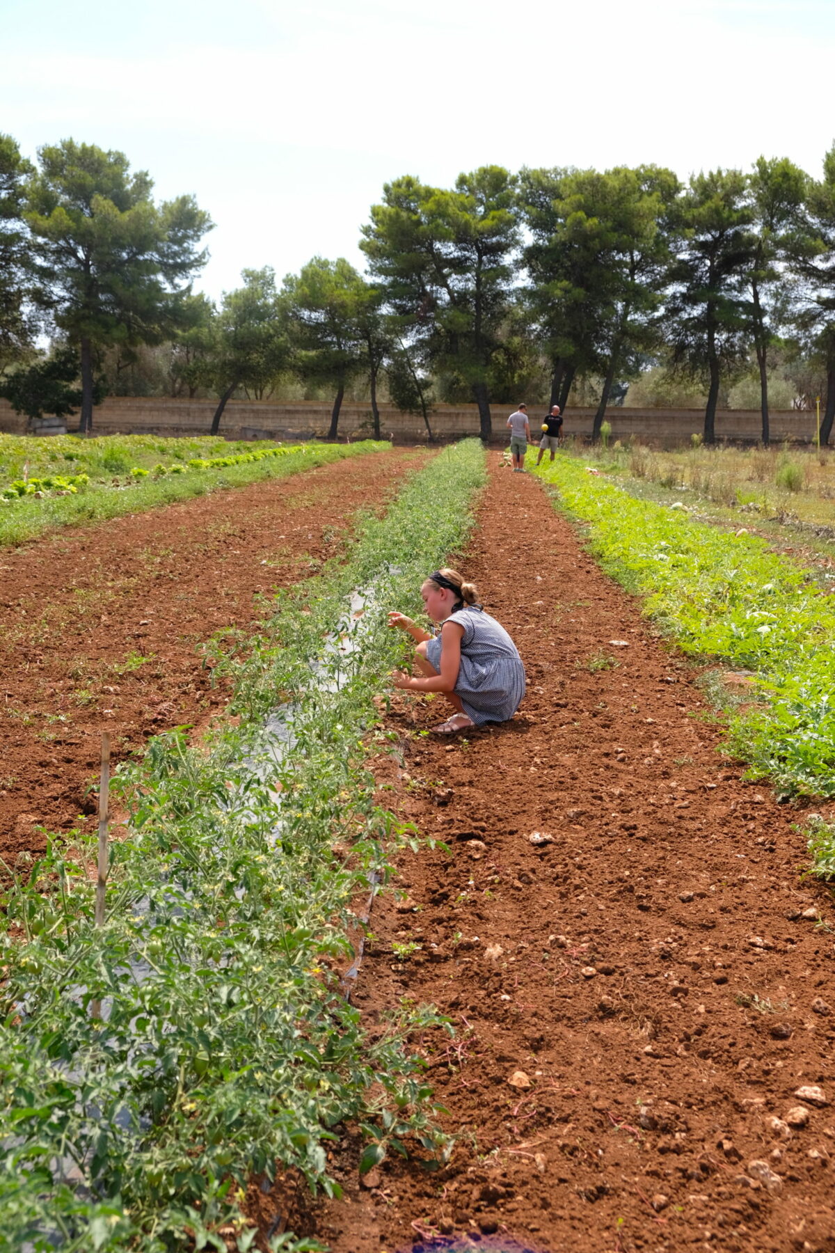 Agricultura ecológica — Delicious & Sons