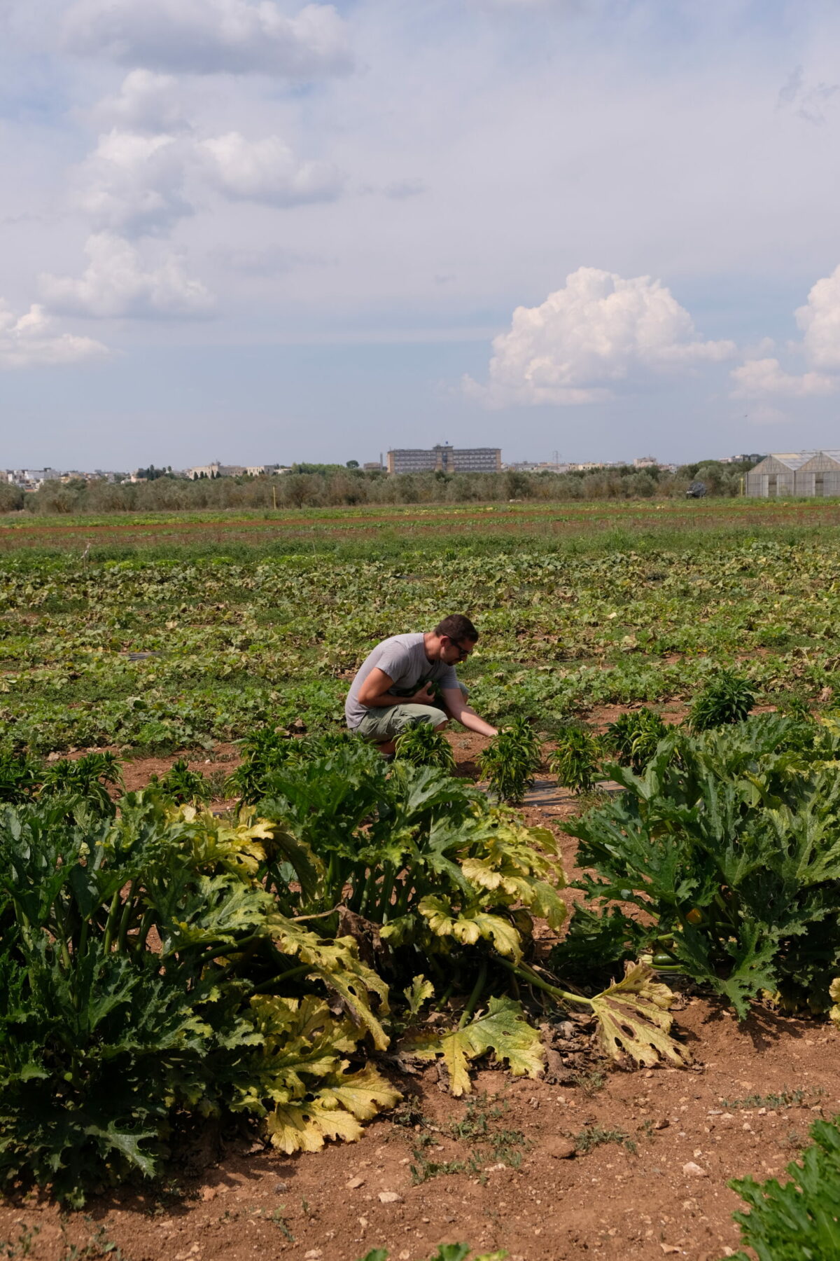 Agricultura ecológica — Delicious & Sons