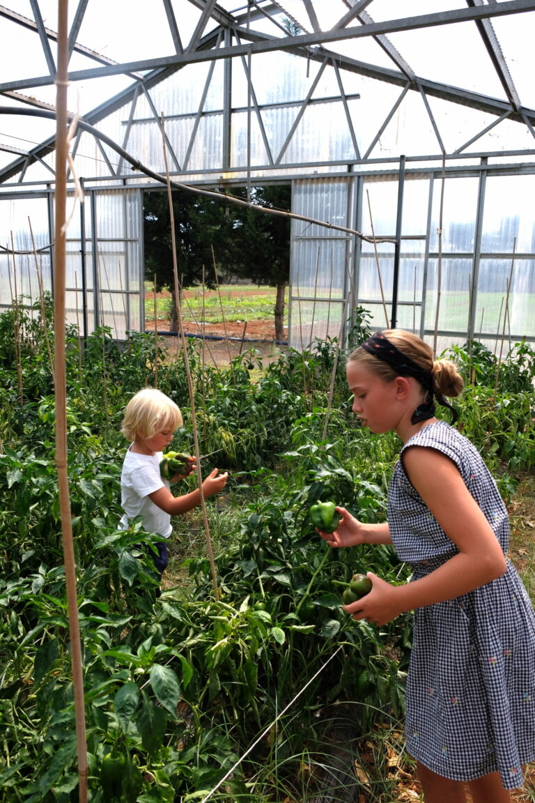 Agricultura ecológica